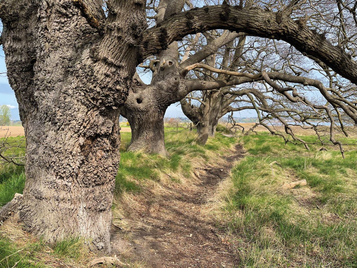 Martlesham Wilds has some stunning ancient oak trees, some of which are believed to be around 300 years old! This precious landscape will become a new nature reserve for Suffolk and a special place for wildlife to thrive. Please support us if you can💚 suffolkwildlifetrust.org/martlesham-wil…