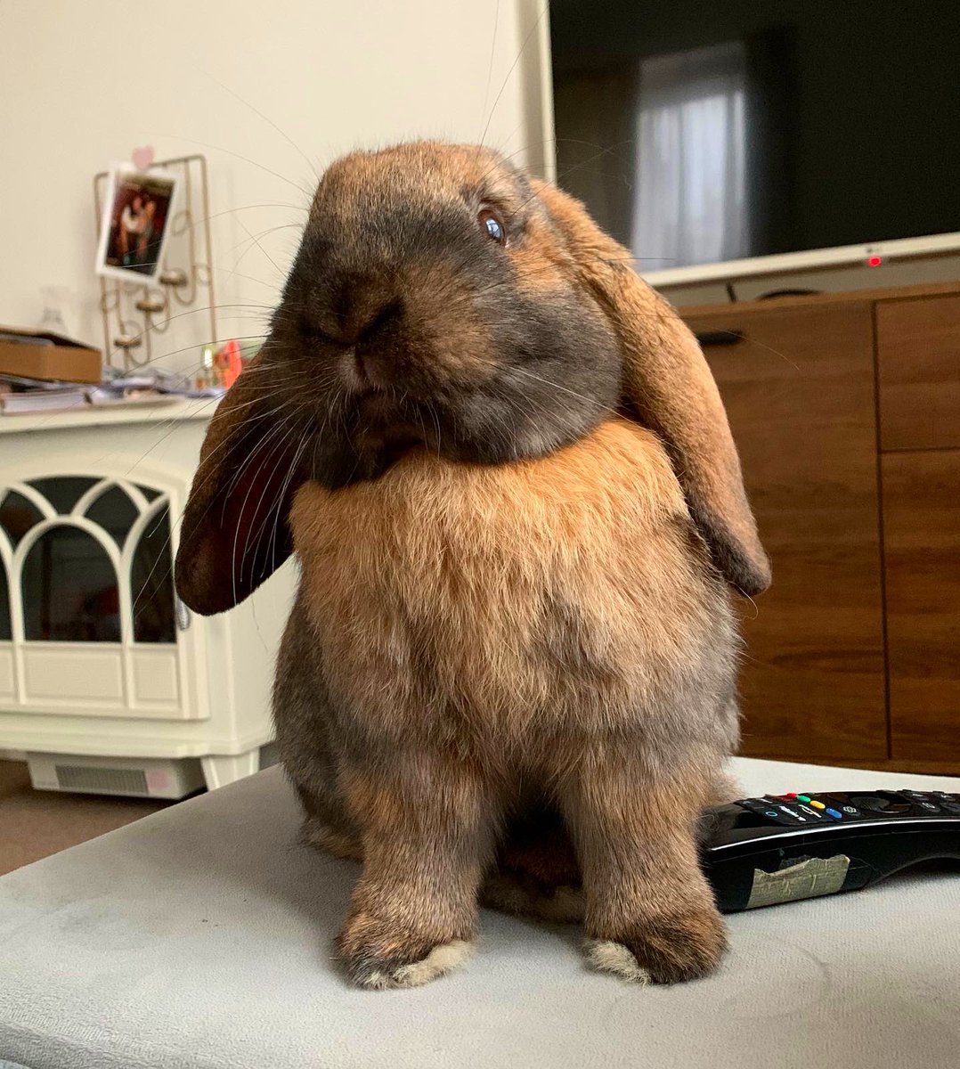 Wake up hoooman. We need to start the day. 😍😂☕️ 

#bunny #morningcoffee