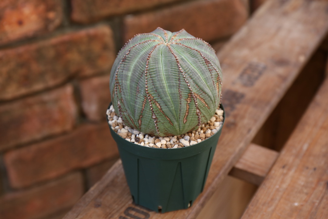 まとめ買い】 ユーフォルビア オベサ 実生 約50苗 実生箱 植物/観葉