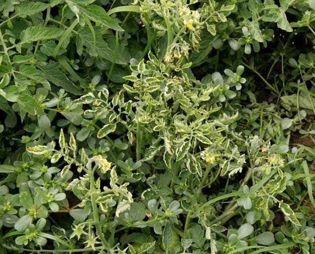 virtigation's tweet photo. Mixed #infection of #PlantViruses can foster development of #epidemics in 🍅🥒. Infection in #tomatoes by the 🇪🇸 strain of #ToLCNDV is enhanced by a #TYLCV infection, as evidenced from field surveys &amp; #agroinoculation in a new paper by 🇮🇹🇰🇷 researchers: https://t.co/SKTaPb3ksY https://t.co/pXrva2Qos4
