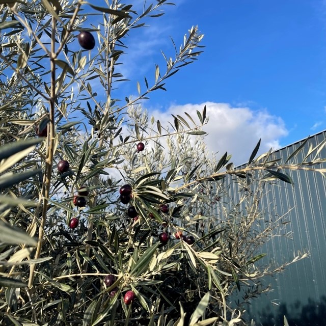 Villaggio Verde tweet media