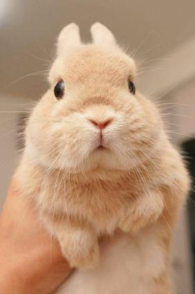 "Why is the rabbit unafraid? Because he's smarter than the panther."😯😯🥰🥰🐰🐰
<a href="/RabbitLoversUSA/">Rabbit Lovers Community USA</a> #rabbit #bunny
#animals #cute #pets #rabbitlover