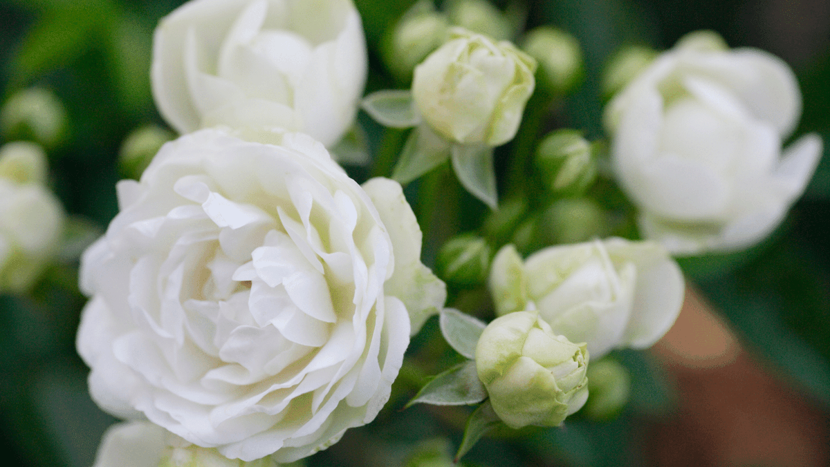 An exhibition not to be missed here in Newark... Susi and Joshua join <a href="/juner10/">June Rowlands</a> in the second hour of this Sunday's show with the latest on the Six Million White Roses exhibition.
On 107.8FM, on the apps, on Alexa and on air at radionewark.co.uk
wp.me/p4clmq-2XB