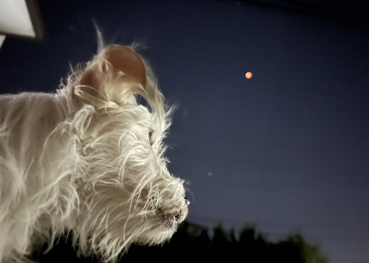 Cocoron様専用 赤ちゃんファルコン ネバーエンディングストーリー Www Neopolis Corp Com