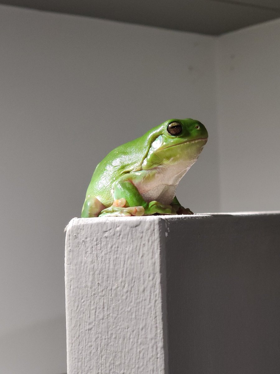 Photos of the total #LunarEclipse from Mt. Kent today and the guardian frog of the observatory bathrooms