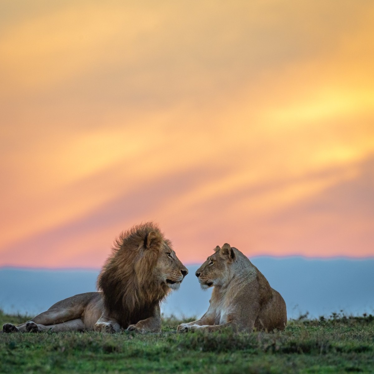 BBCEarth's tweet photo. Date night ♥️

Lionesses (Panthera leo) are relatively smaller than lions. Their body is slender and more flexible, making them a fast and ideal hunter for the entire pride.

#EarthCapture by Yaron Schmid via Instagram https://t.co/FplBEJon7Z