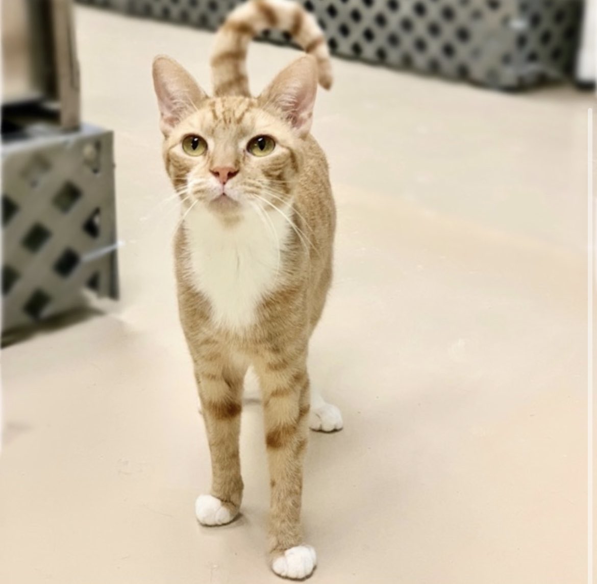 Sammy and Sawyer are two sweet, 2 year old brothers whose willingness to do anything for a treat is very funny. They're shy about being petted until they hear a treat bag crinkle 
and then they'll magically appear at your feet jockeying for position to be first in line! [1/2]