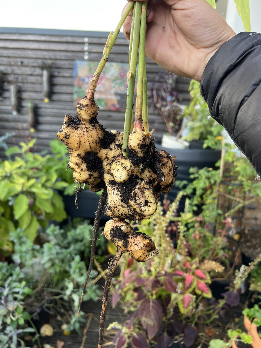 FrenchieGarden's tweet photo. Ginger Harvest 🤗 On my way to make ginger juice : 100 Gram Ginger, 4 Apples, mix together &amp; add 1 Lemon for the juice #GardeningTwitter #HealthyFood https://t.co/FJSedRbMna