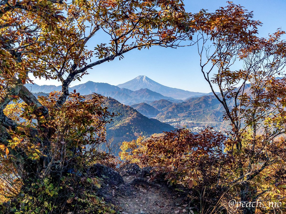 peach_mo's tweet image. 今日ついに菊花山のお気に入りの場所で紅葉と富士山の写真を撮ることができました。毎年秋に菊花山へ行くものの雲が多くてこの写真が撮れなかったんです。これでやっと春夏秋冬の写真が揃いました。うれしい。(写真の場所は大月駅側山頂手前、西の尾根です)