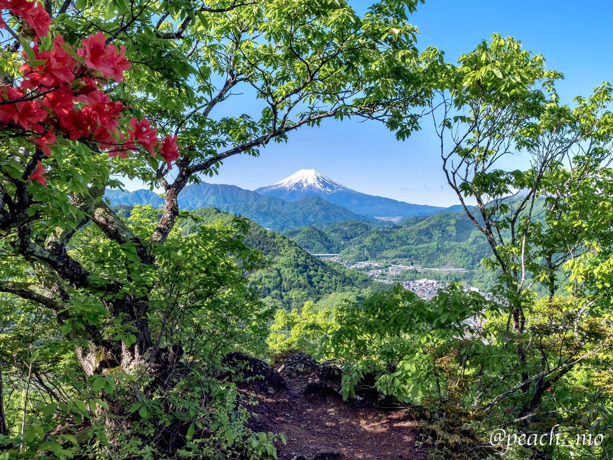 peach_mo's tweet image. 今日ついに菊花山のお気に入りの場所で紅葉と富士山の写真を撮ることができました。毎年秋に菊花山へ行くものの雲が多くてこの写真が撮れなかったんです。これでやっと春夏秋冬の写真が揃いました。うれしい。(写真の場所は大月駅側山頂手前、西の尾根です)