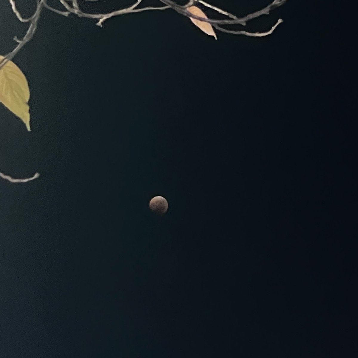 2013feel0710's tweet photo. そして、442年振��の皆既月食に出くわす事が出来ました🌕🌖🌗🌘🌝🌒🌓🌔🌕 https://t.co/cIEk5A9eNi