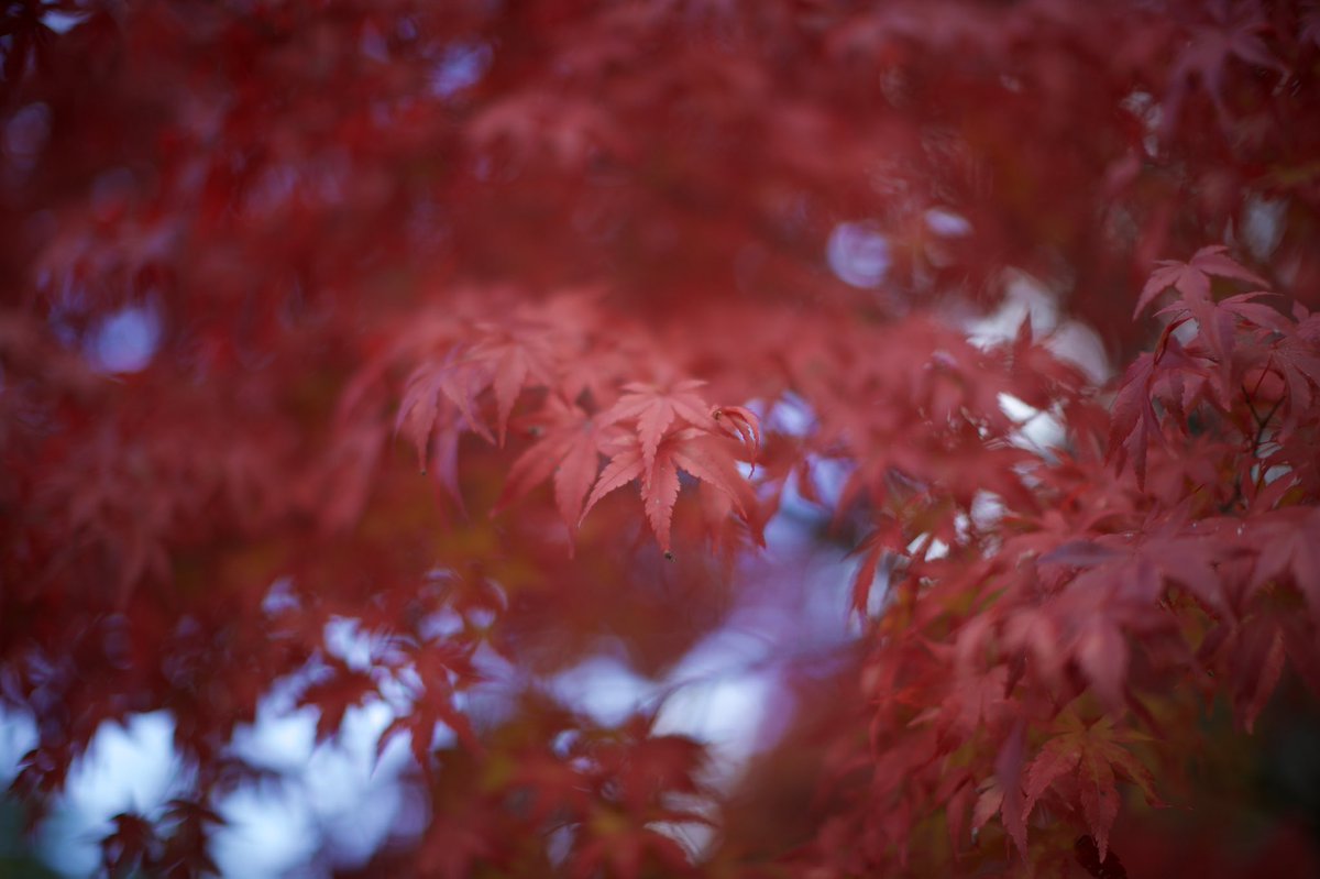 ecb9b31's tweet photo. 紅葉でも50mmのF1.2はすごくいい描写をしてくれました😊

CANON EOS 1DXMark2
EF50mm F1.2L USM

#写真好きな人と繫がりたい 
#CANON
#EOS
#1DXMark2
#紅葉 https://t.co/7hv40rymp1