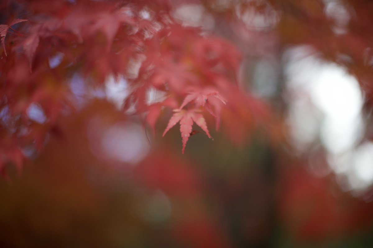 ecb9b31's tweet photo. 紅葉でも50mmのF1.2はすごくいい描写をしてくれました😊

CANON EOS 1DXMark2
EF50mm F1.2L USM

#写真好きな人と繫がりたい 
#CANON
#EOS
#1DXMark2
#紅葉 https://t.co/7hv40rymp1