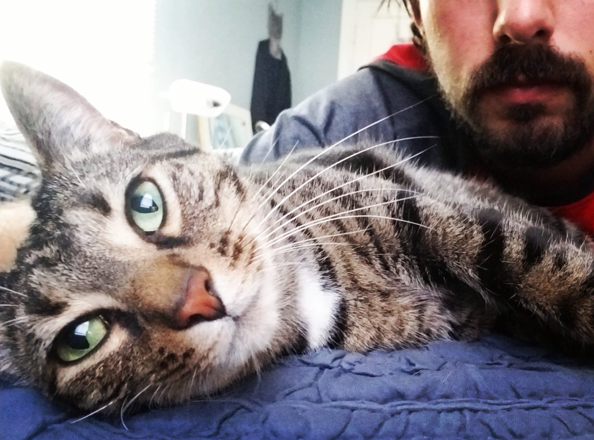 MeowMoeDotCom's tweet photo. This is Beowulf.
 
#Cats #Cat #Kittens #Kitten #Kitty #Pets #Pet #Meow #Moe #CuteCats #CuteCat #CuteKittens #CuteKitten #MeowMoe 
 
https://t.co/QtaKXjF8K8 https://t.co/oR5aeadDe2