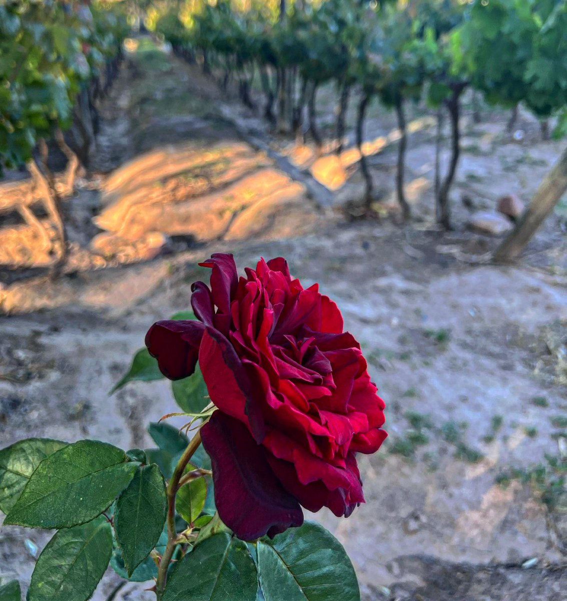 Alejandro Vigil tweet media