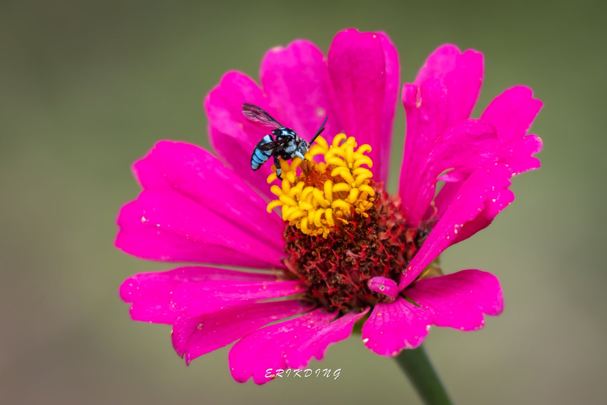 ErikDing868's tweet photo. #honeybee #bee #savethebees #nature #honeybees #beesofinstagram  #pollen #macro #naturephotography #flowers #macrophotography #insects #pollinators #macroworld #macrobee #plants #entomology #bhfyp #macrophoto #flowerphotography #zinnia #love #canon #brilliance #perfection https://t.co/lrlTNJFxme