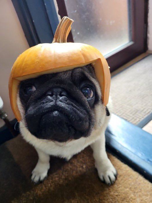 Jayne Manfredi tweet media