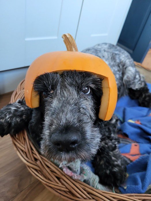 Jayne Manfredi tweet media