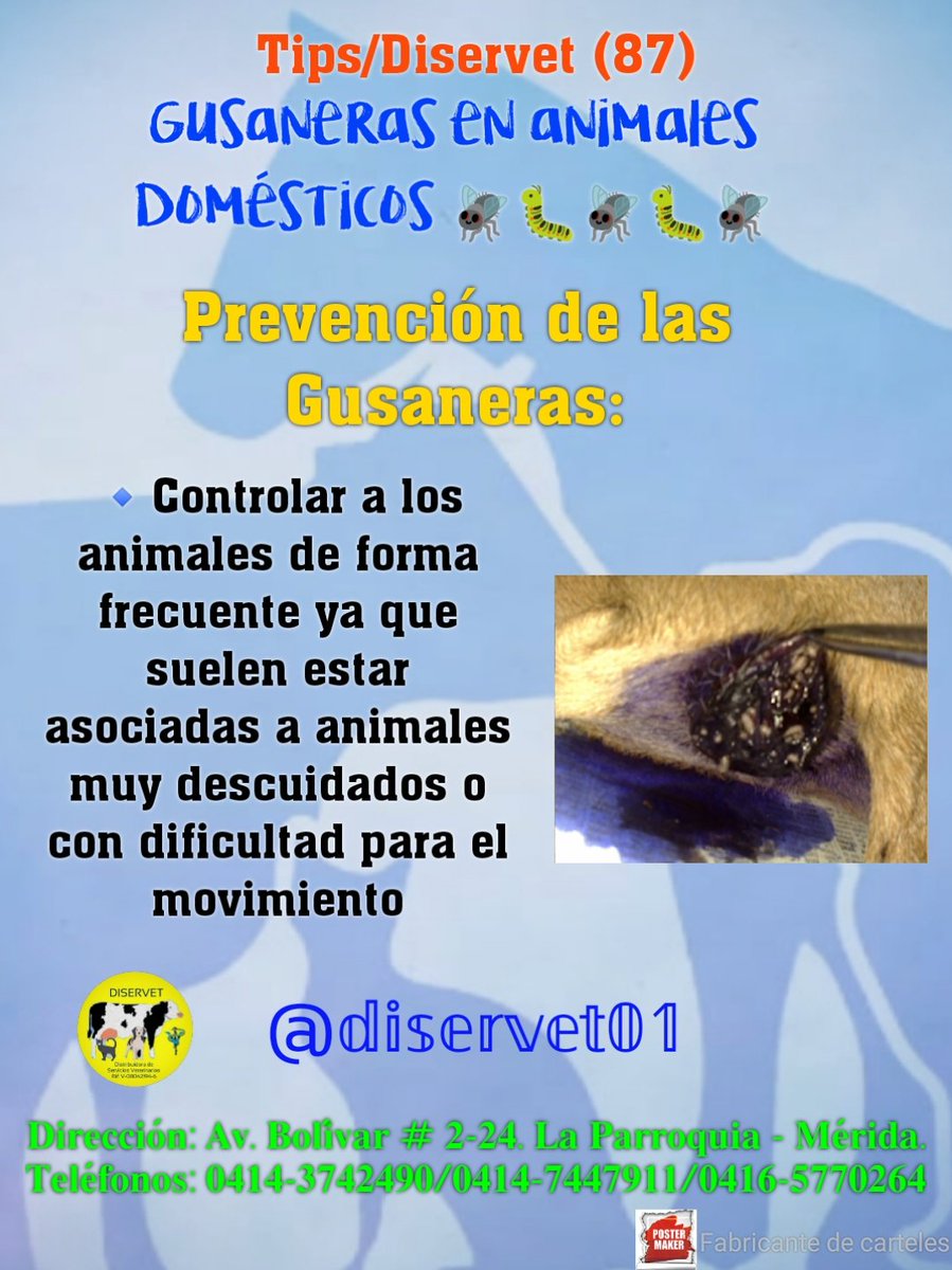 diservet01's tweet photo. @diservet01 #TipsDiservet #gusaneras #miasis #petlovers
#consultaveterinaria @mvreinaldorivas https://t.co/w8L0KWSfzb