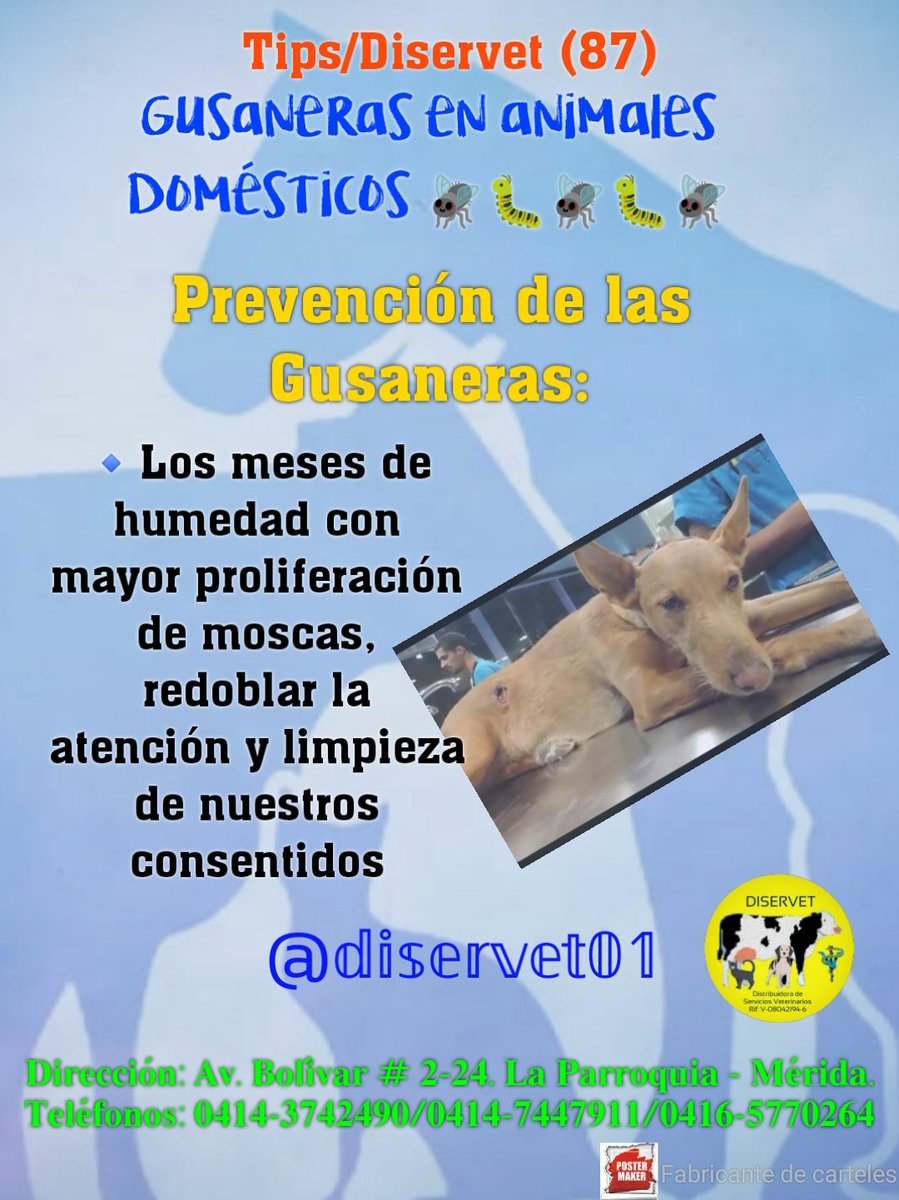 diservet01's tweet photo. @diservet01 #TipsDiservet #gusaneras #miasis #petlovers
#consultaveterinaria @mvreinaldorivas https://t.co/w8L0KWSfzb