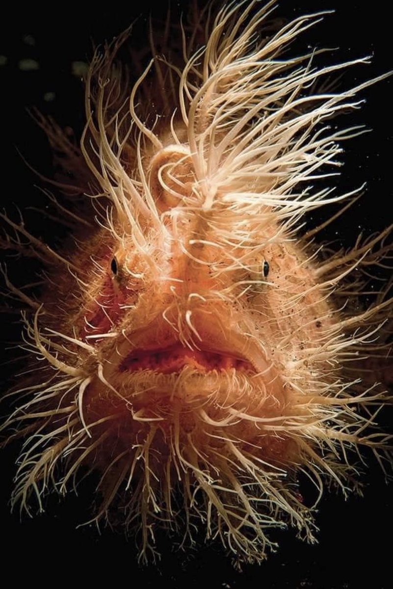 Annie (@anniefortruth) on Twitter photo Even fish have bad hair days! Looks like Trump! ๐ Even fish have bad hair days! Looks like Trump! ๐