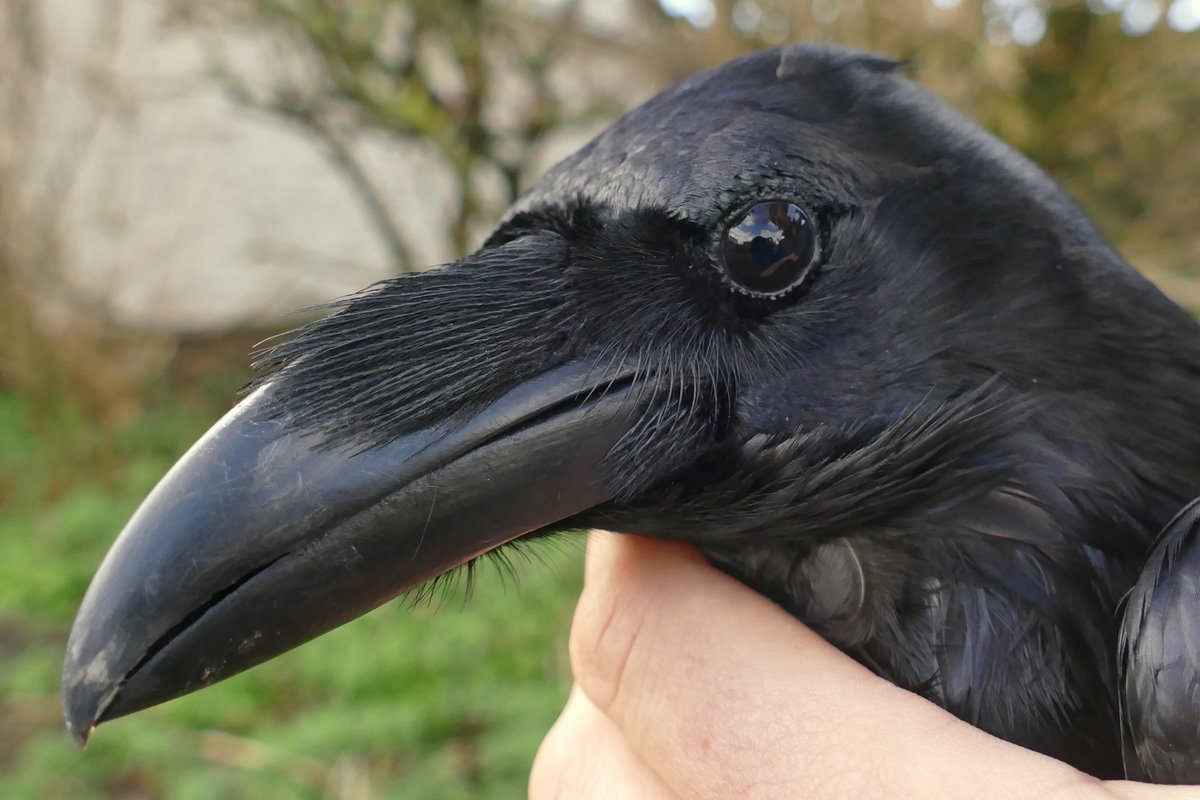 SkokholmIsland's tweet photo. We often wonder whether the Ravens nesting in North Haven are the same individuals from year to year. Now we'll know whether one of them is. https://t.co/GHqe780QkY