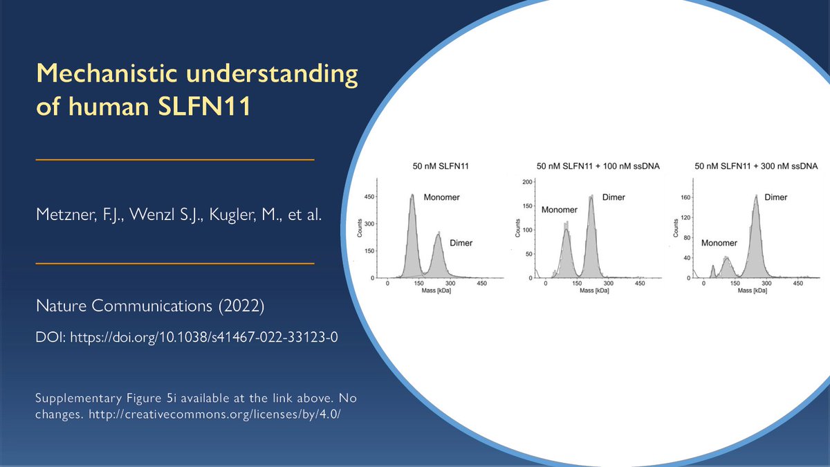 Refeyn (@refeynit) on Twitter photo #MassPhotometry & #cryoEM showed how the dimerization of Schlafen-11 influences its antiviral & antitumor functions. Learn more in this paper by F. Metzner, <a href="/simonjwenzl/">Simon Wenzl</a>, <a href="/Michael_Kug/">Michael Kugler</a> & <a href="/KatjaLammens/">Katja Lammens</a> at the <a href="/hopfnerlab/">hopfnerlab</a>, <a href="/GeneCenter_LMU/">Gene Center Munich</a> out of <a href="/NatureComms/">Nature Communications</a> doi.org/10.1038/s41467… #MassPhotometry & #cryoEM showed how the dimerization of Schlafen-11 influences its antiviral & antitumor functions. Learn more in this paper by F. Metzner, <a href="/simonjwenzl/">Simon Wenzl</a>, <a href="/Michael_Kug/">Michael Kugler</a> & <a href="/KatjaLammens/">Katja Lammens</a> at the <a href="/hopfnerlab/">hopfnerlab</a>, <a href="/GeneCenter_LMU/">Gene Center Munich</a> out of <a href="/NatureComms/">Nature Communications</a> doi.org/10.1038/s41467…