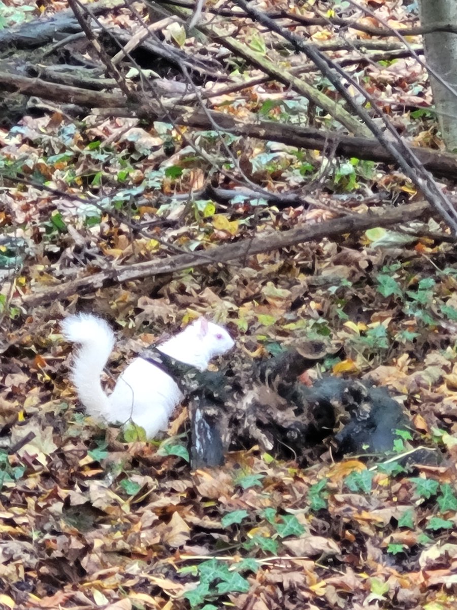 NiallCopeland's tweet photo. @ScotWildlife albino grey squirrel spotted (today at 1100) in Edinburgh in the wooded area at the Cockit Hat by Oxgangs Broadway https://t.co/dxF57Py0b8