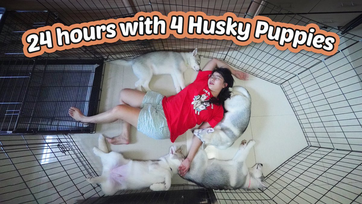 *NEW UPLOAD* ⏰🐶
Full 24 Hours with 4 Husky Puppies (Daily Routine)

YT Link: youtu.be/Q03jUtaAF3k