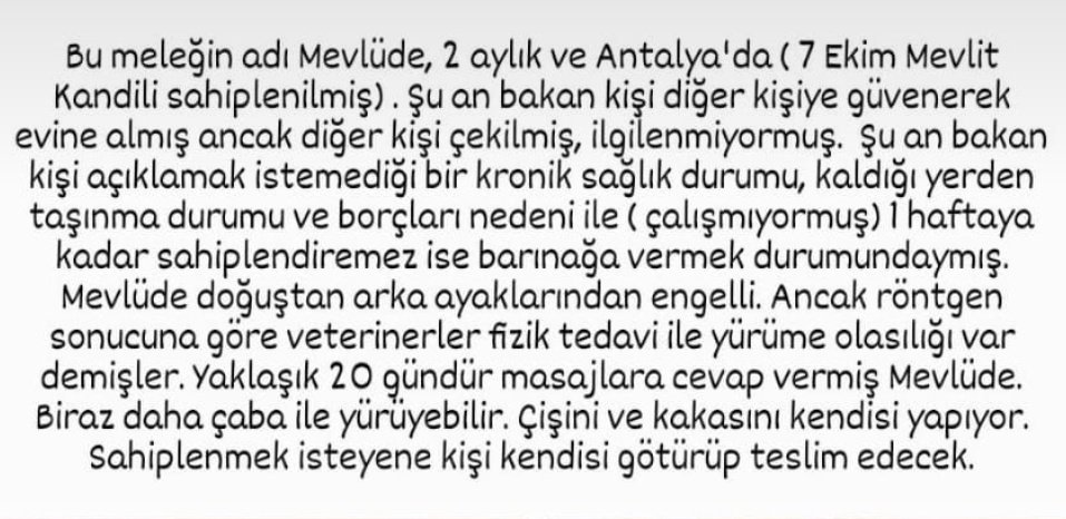 sagan_mr's tweet photo. 🆘️ ACİL YUVA VE TEDAVİ DESTEĞİ 
Doğuştan arka bacakları engelli 2 aylık kuzucuk, 1 HAFTA İÇİNDE YUVABULAMAZSA BARINAĞA BIRAKILACAK 🆘️ Tuvaletini kendi yapabiliyor ve tedavi ile yürüme imkanı da var. YÜRÜYEBİLMESİ VE HATTA YAŞAYABİLMESİ İÇİN YUVA ARIYOR.
Antalya/0553 973 91 51 https://t.co/kJLP1Wd92Q