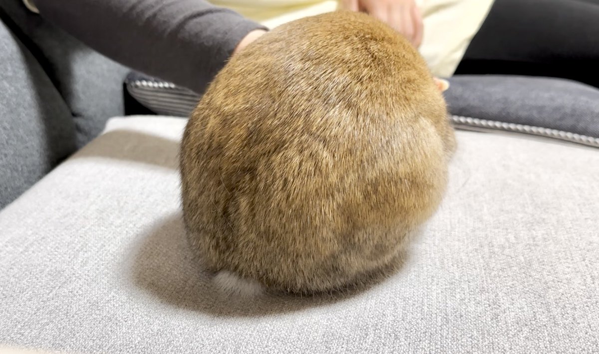 🌔

 #うさぎ #ウサギ #bunny