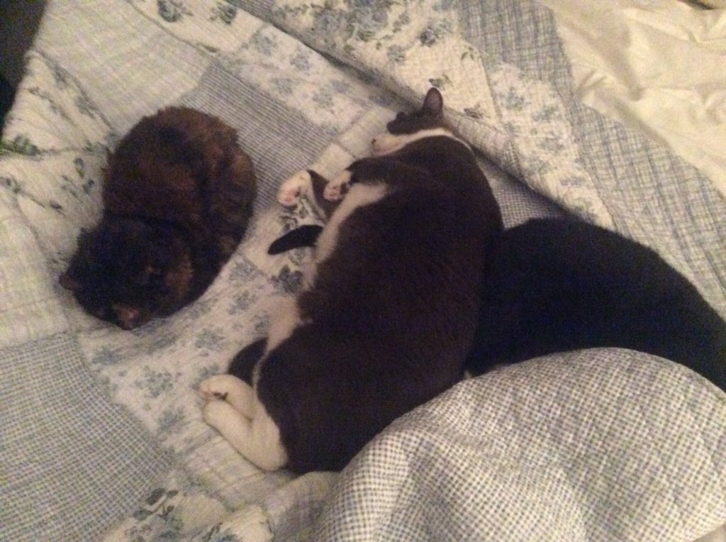DavidGoldingay's tweet photo. Feline cluster.  I hope they’re happy?  #CatsOfTwitter @cat_yawns @StellaBella67 https://t.co/V3BBlhmwic