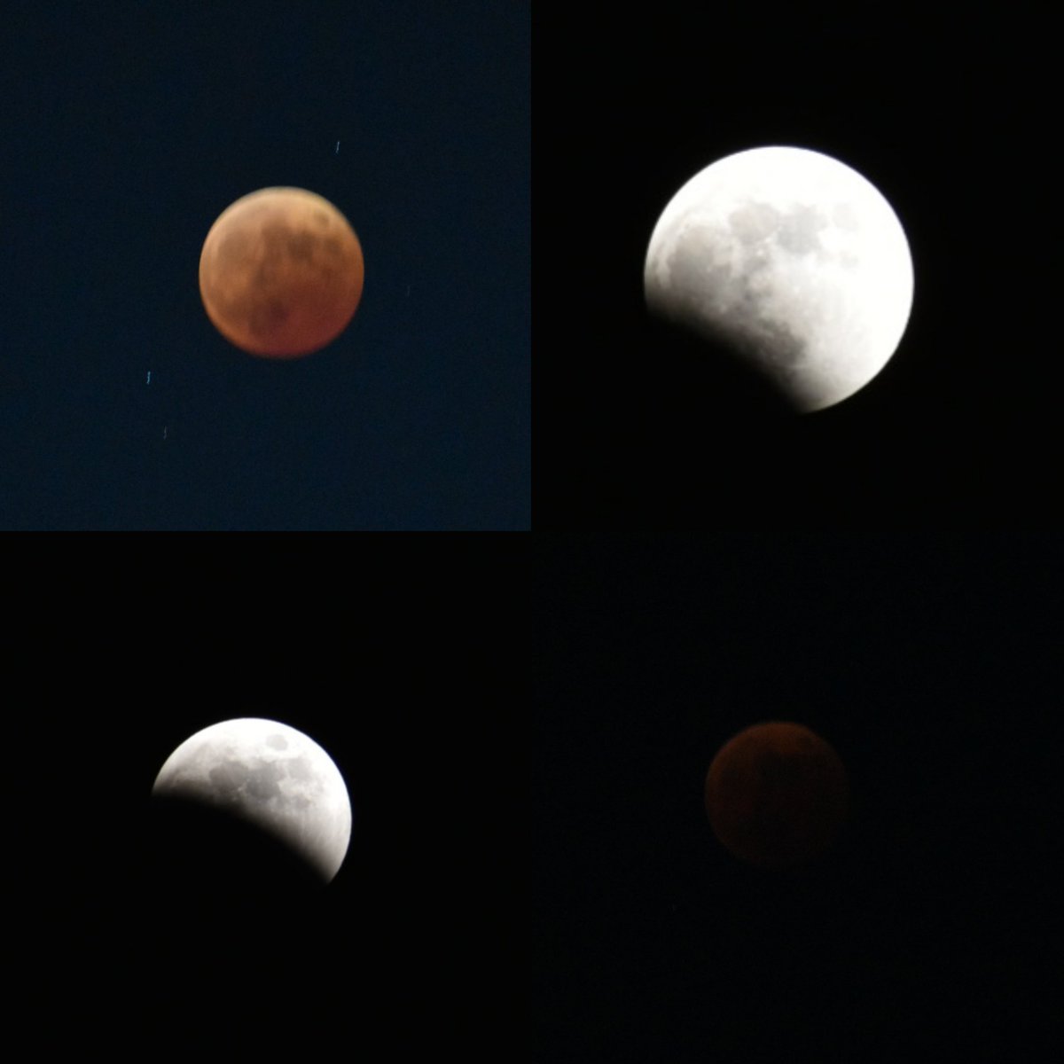 dogcat77t1's tweet photo. 皆既月食～✨🌒🌛🌖🌝

凄く🌛　綺麗でしたぁ～✨🤗

コロナ～😷　困難～🥺　🆖🙅‍♂️
普通の生活🏃‍♂️　楽しい日々🗓️
日常を願います～✨🙏🎋

#皆既月食 https://t.co/LXew2Drsfc