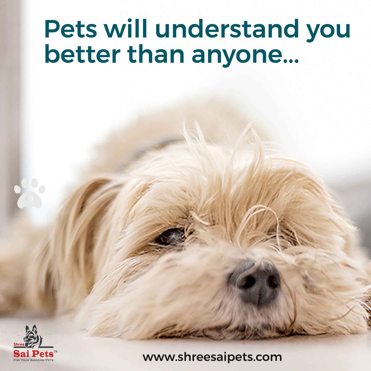 ShreeSaiPets's tweet photo. Pets will understand you better than anyone... ๐ถ๐ฑ๐ฆ
#PetsTraining #PetsGrooming #AmazingOffers #Offers #PetNeeds #DailyOffers #Dealsandoffers #PetHappiness #grooming #catlover #ShreeSaiPets #PetProducts #PetShop #petslove https://t.co/utKhPVA2Fn
