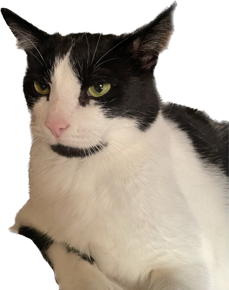 Thomas Montgomery…November 8, 2022 ❤️ #cats #CatsOfTwitter