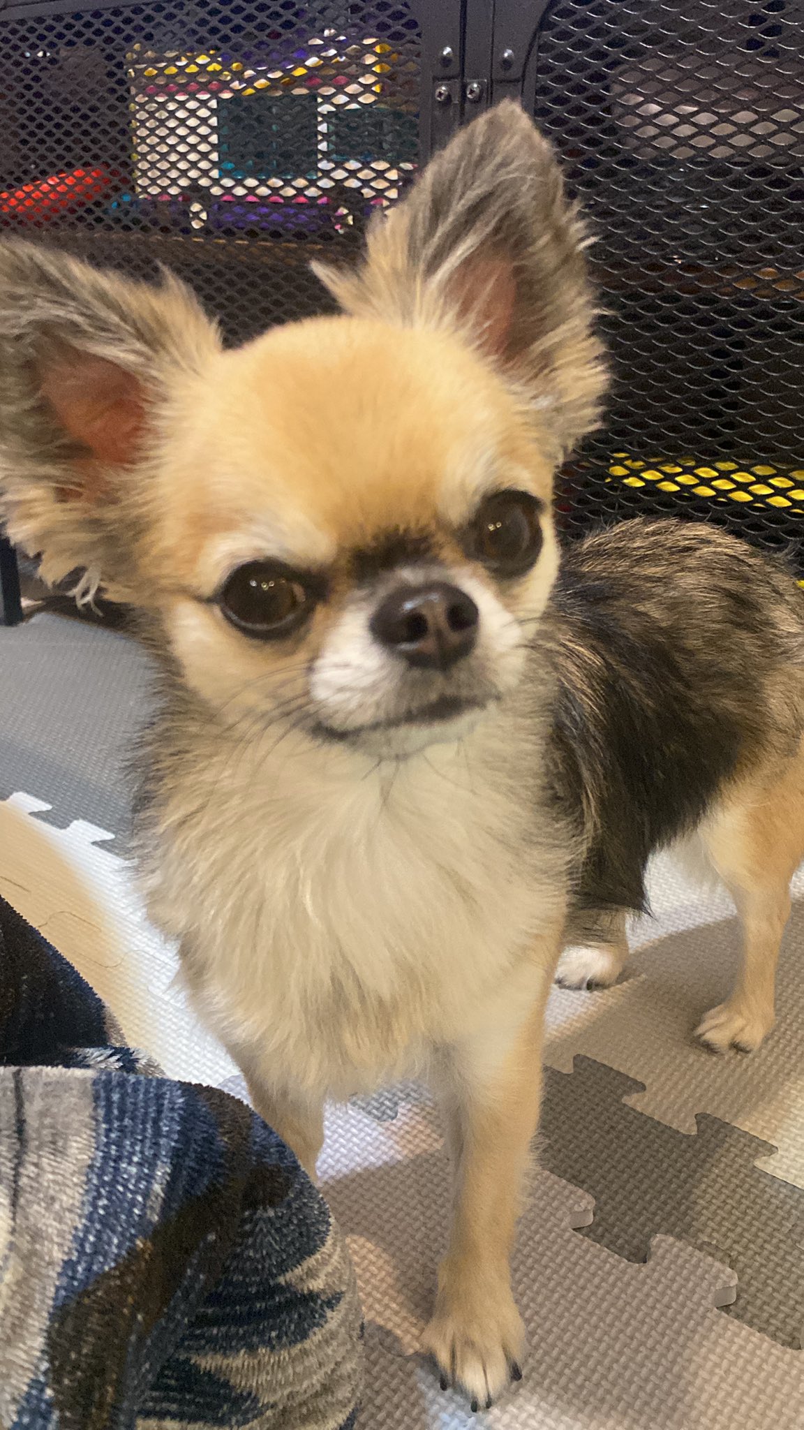 ツンデレ犬 Twitter 搜尋 Twitter