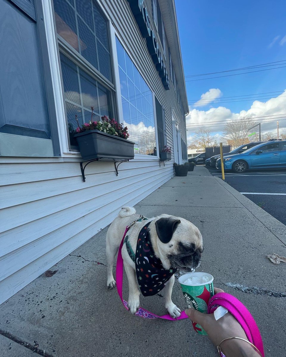 ItsMatchaThePug's tweet photo. Starby’s holiday cups are back!!! I love when my puppauccino is in a cute cup 🥰 #StarbucksHoliday #MatchaThePug https://t.co/WFwDaWNSJv