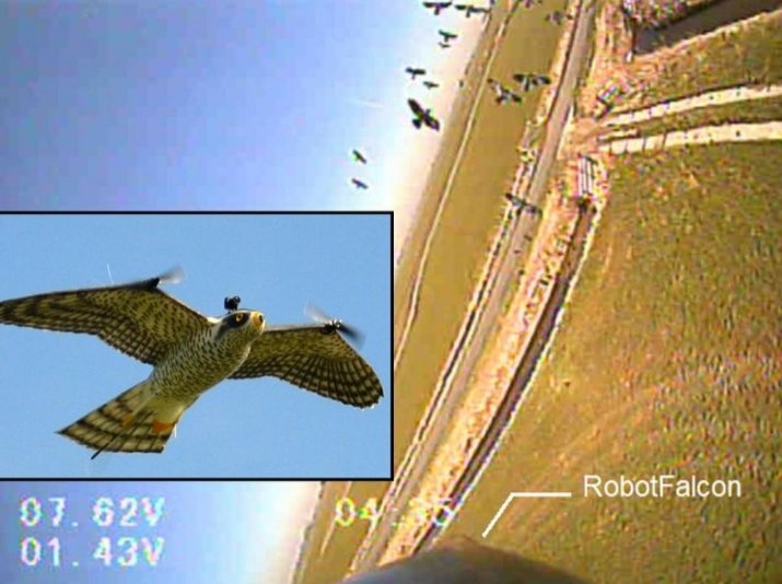 Analytics_699's tweet image. Robotic Falcon Keeps Birds away from Airports ▶️
#Analytics #BigData #AI #IoT #MachineLearning #Serverless
#TensorFlow #Cloud #Robotics #SmartCities #Robotic #fintech #RPA #Programming #Coding #100DaysOfCode
bit.ly/3DNWiT8