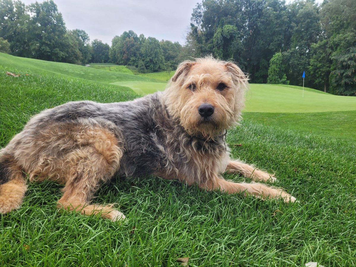 HeftyLeftyQue's tweet image. 12 years ago today was Bojangles 1st day on the course @WaverlyWoodsGC .  Pup is still going strong.  @DogsOfTurf