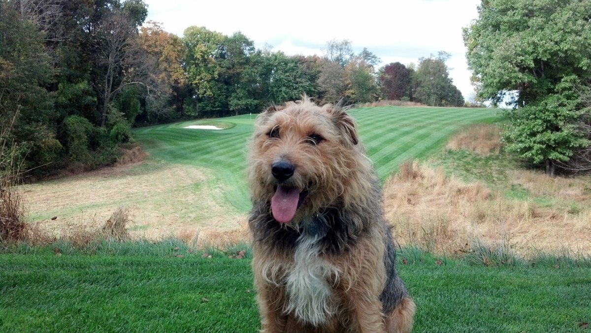 HeftyLeftyQue's tweet image. 12 years ago today was Bojangles 1st day on the course @WaverlyWoodsGC .  Pup is still going strong.  @DogsOfTurf