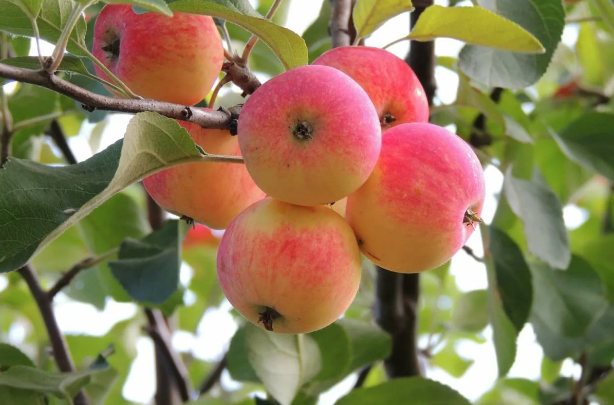 G7bMxi's tweet image. Hello friends! #Apple