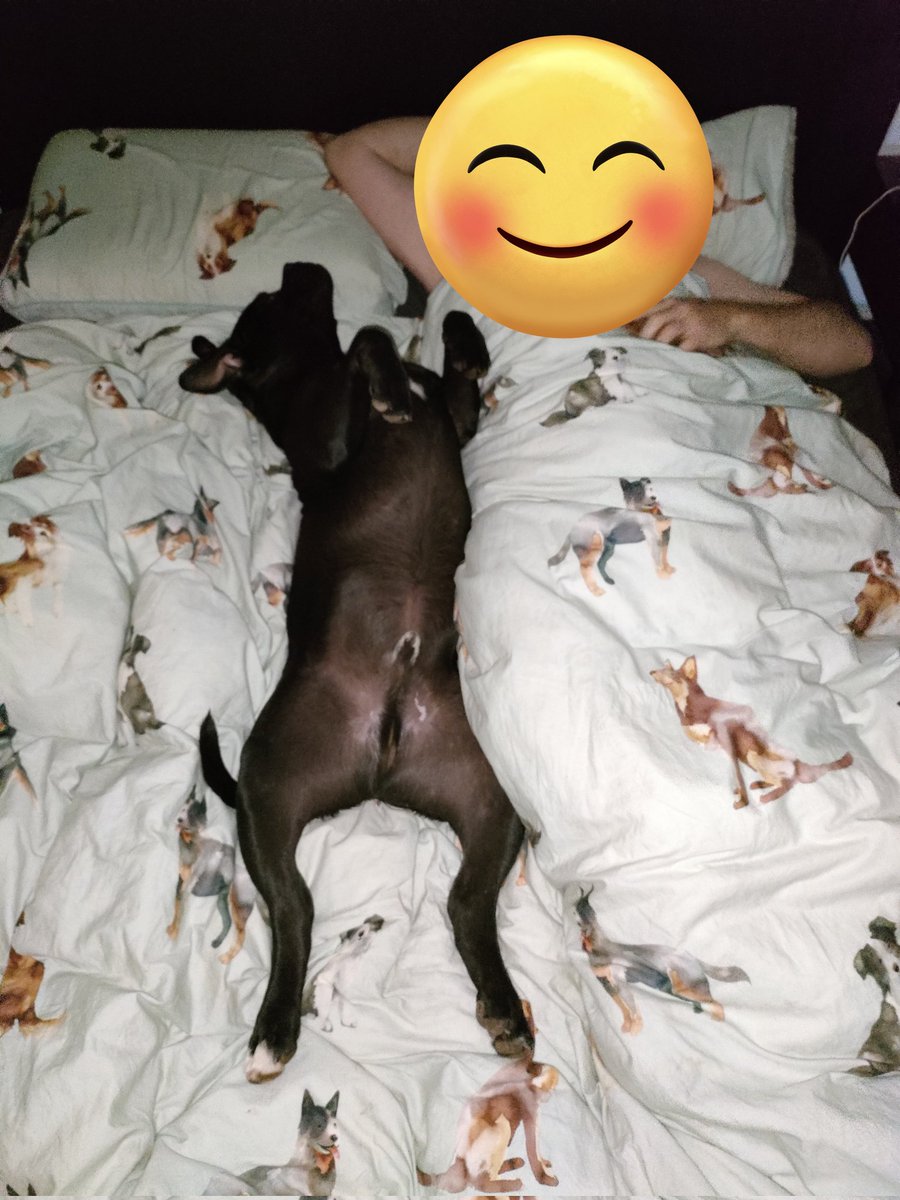 Morpheuskal's tweet photo. Me and daddy quality time.
#doggos #DogsOnTwitter #dogs #doggo #Morpheus #犬好きさんと繋がりたい https://t.co/KYyzmj2VgH