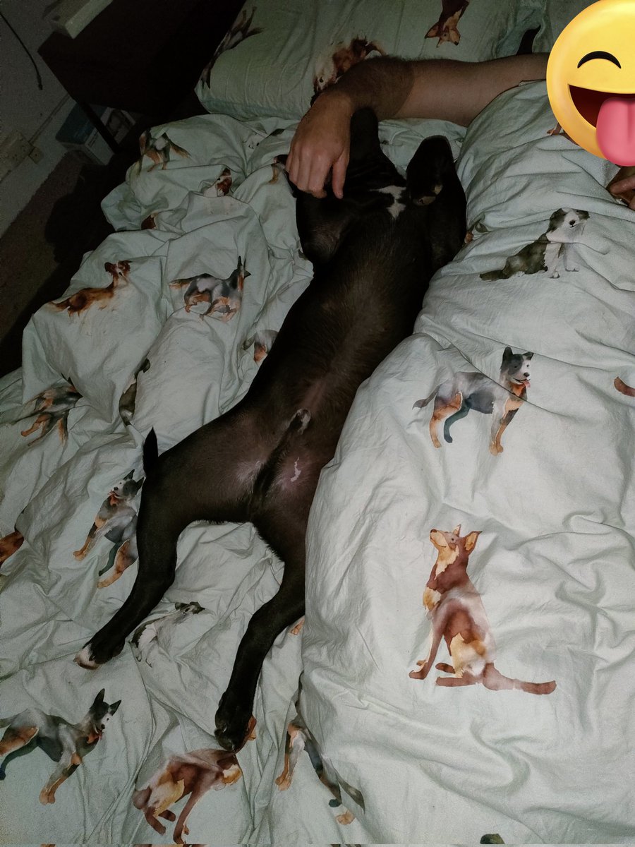 Morpheuskal's tweet photo. Me and daddy quality time.
#doggos #DogsOnTwitter #dogs #doggo #Morpheus #犬好きさんと繋がりたい https://t.co/KYyzmj2VgH