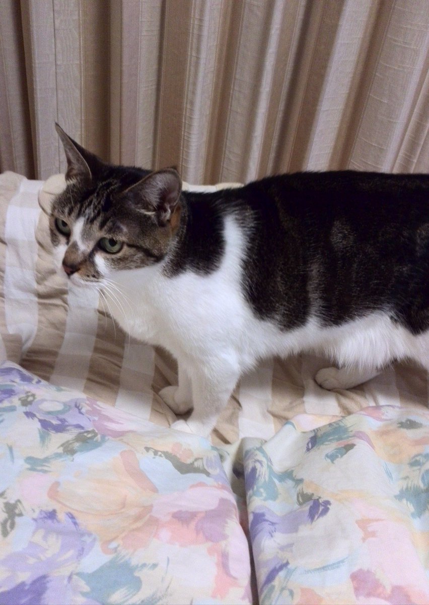 ricco_y's tweet photo. たま捜索中:背中は黒・灰・焦げ茶、胸・腹・四肢は白、かかとに模様。尻尾は真っ直ぐで長く黒と灰の縞。顔はサバ白はち割れ、鼻に模様。避妊手術済。完全室内飼育。【行方不明時期・場所】2018年3月13日火10:30AM、東京都板橋区中台・若木 https://t.co/d0UEiGBhAM