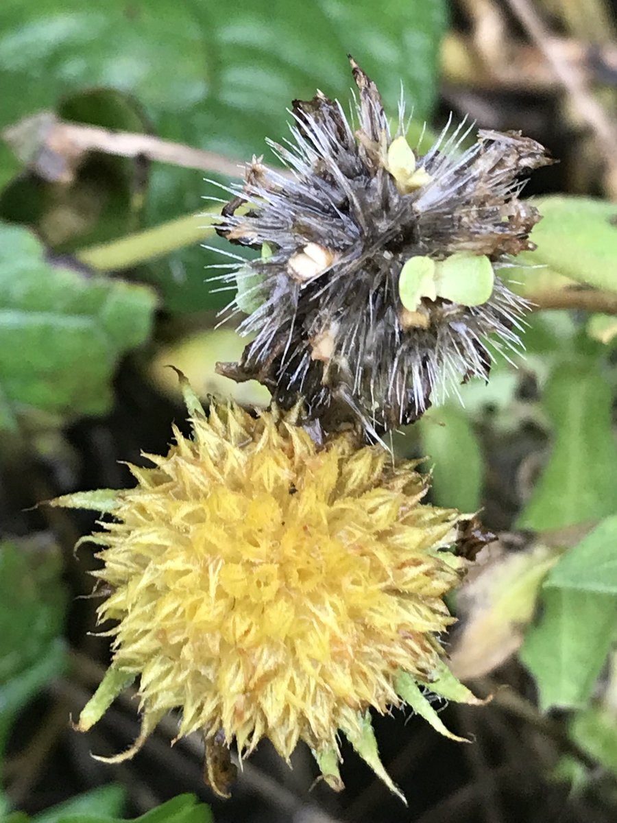 Not seen this before, #gaillardia seed germination from the dead flower heads in the back garden. #nature #gardeningforwildlife