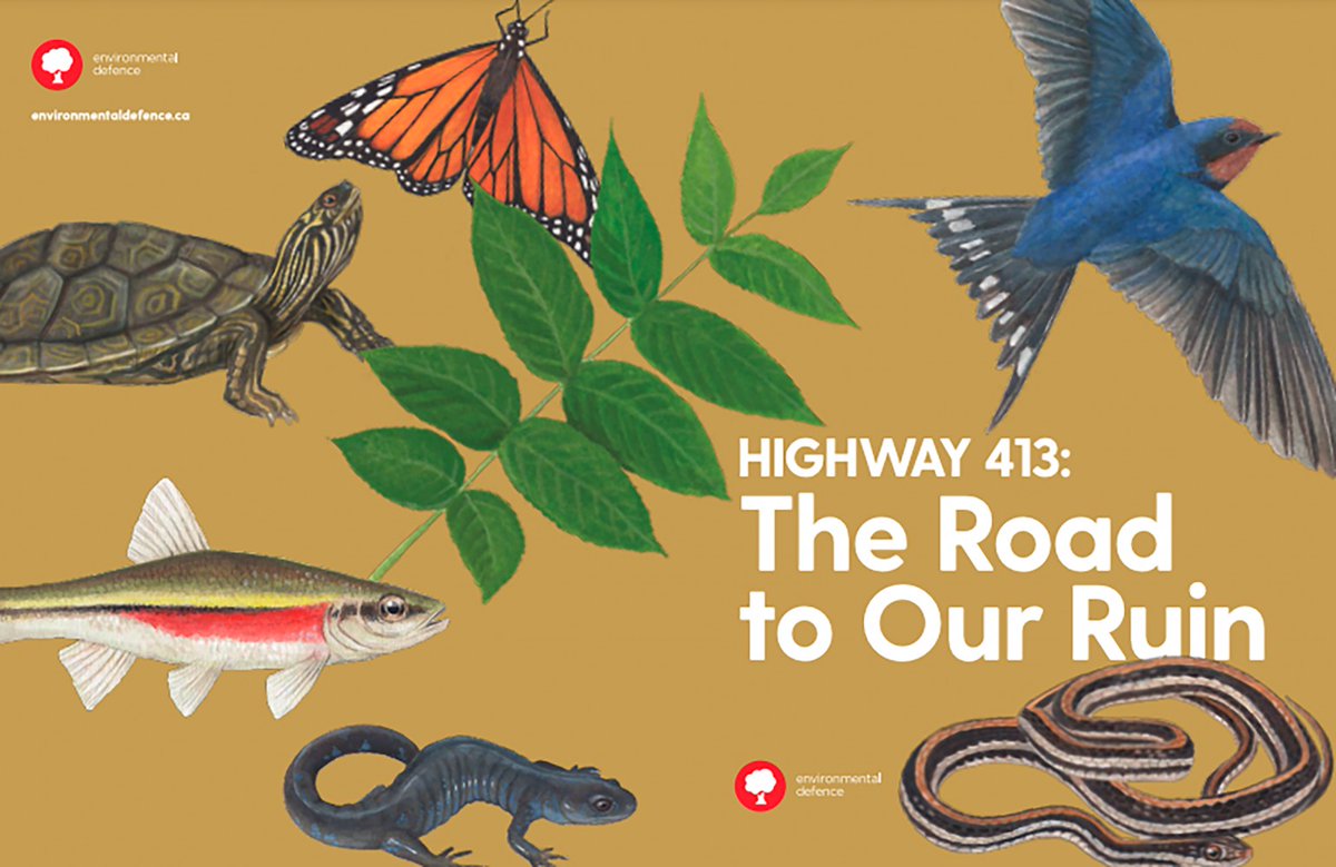 If you want to know which threatened or endangered species will be impacted by the development of the #Hwy413, here's a summary: 

environmentaldefence.ca/wp-content/upl…

<a href="/KarlHeide/">Karl Heide</a> <a href="/envirodefence/">EnvironmentalDefence</a> <a href="/IntUGrativeBiol/">Integrative Biology</a> <a href="/UofGCBS/">College of Biological Science</a> <a href="/UofGuelphNews/">University of Guelph News</a> <a href="/DavidSuzukiFDN/">David Suzuki FDN</a>