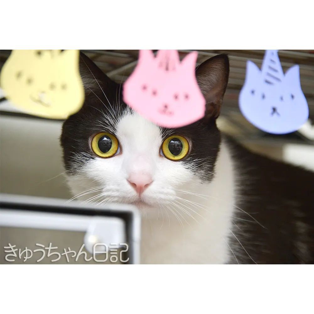 hatchan_nikki's tweet photo. #きゅうちゃん #きゅうちゃん日記 #猫 #ねこ #ネコ #白黒猫 #白黒猫きゅうちゃん #ハチワレ猫 #はちわれねこ #かわいすぎてこまっちゃう #にゃんすたぐらむ #cat #blackandwhitecat #cute #cutecat #catstagram #instacatsgram #felixcat #tuxedocat https://t.co/P4KrWYhwLj https://t.co/JGgbRebVGw