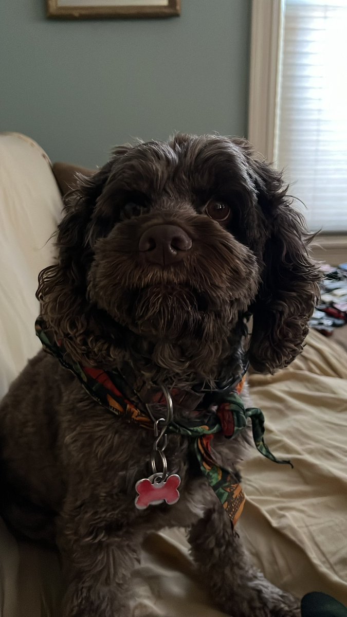 ProfCareyJWU's tweet photo. @dog_rates Elvis says to be nothing but a hound dog…. https://t.co/0Pi4rLFKVM