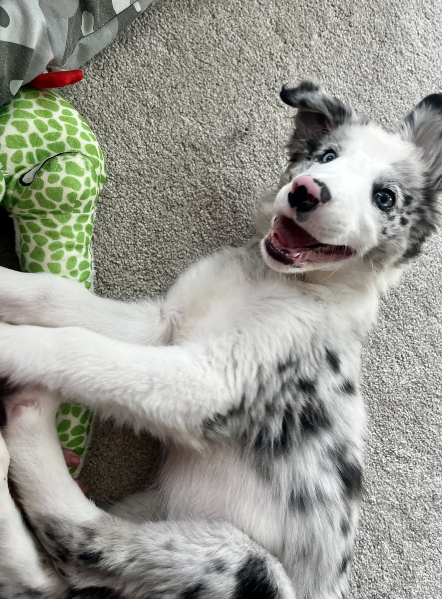 My cheeky crazy boy, love him 💙 #bluemerle #bordercollie #puppy #Scout #cheekyboy
