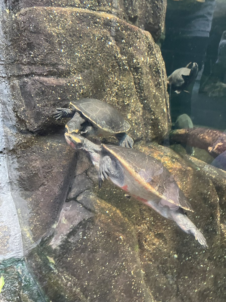 aaliyahluvcomm's tweet photo. I went to an aquarium for the first time EVER yesterday!! #cnusocialmedia https://t.co/mwJpwaqu9i